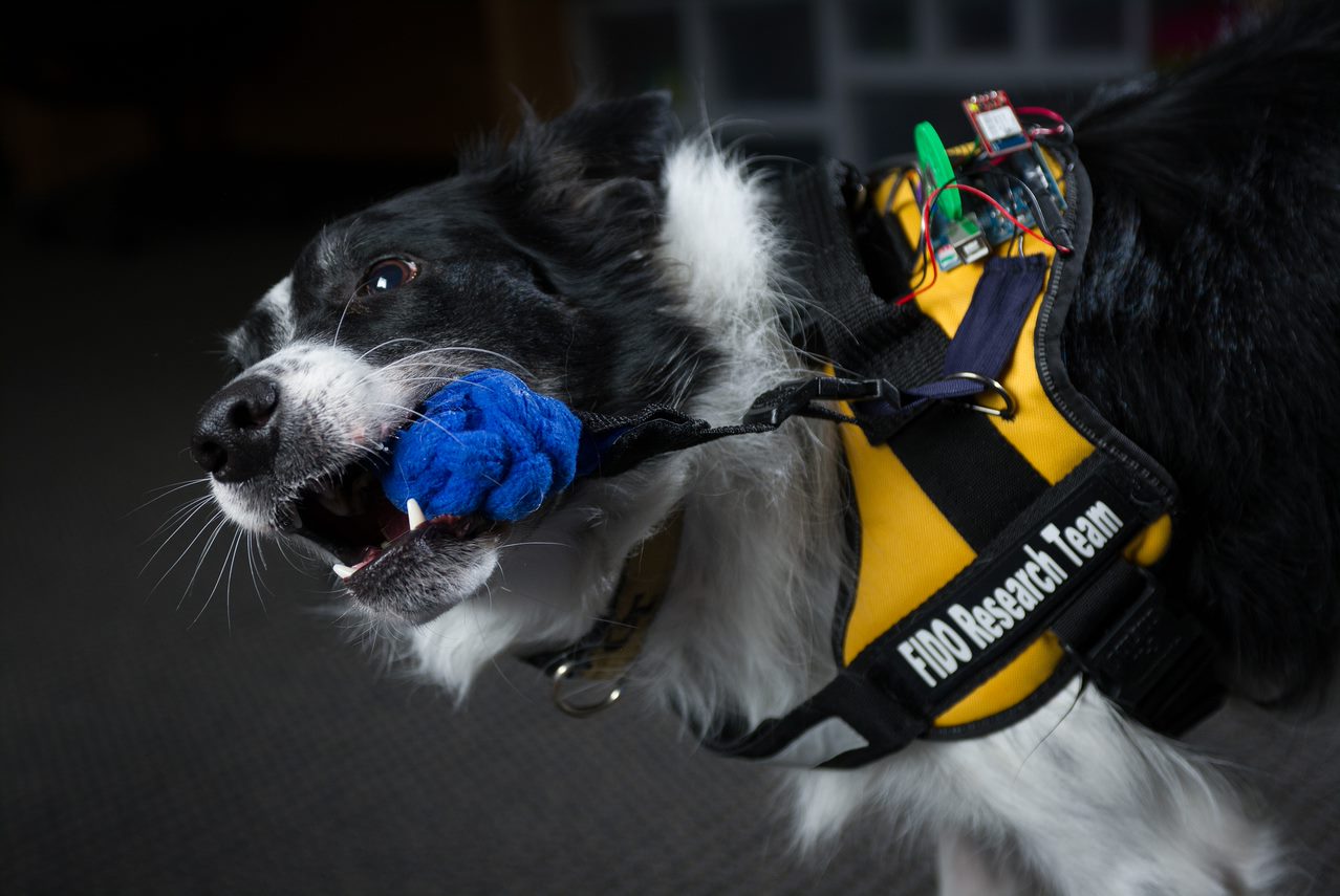 Old Dogs, New Tech: Scientists Interface Pets with PERs